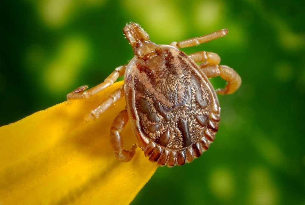 Gambar male bugs illness disease